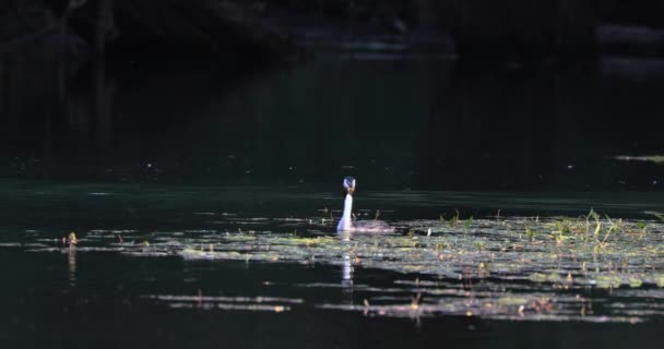 Velký Hřeben Grebe Pták Který Preferuje Sladkovodní Jezírka Částečně Sedavý — Stock video