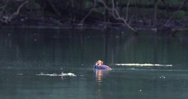 Great Crested Grebe tatlı su göletlerini tercih eden bir kuş türüdür, kısmen yerleşik ve göllerde yuva yapan bir türdür. Başında çift ibikli, kahverengi ve siyah lifler bulunur ve kur sırasında dik bir poz alırlar.