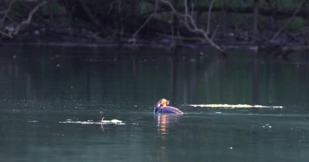 Великий Крест Англ Great Crested Grebe Птах Який Полюбляє Прісноводні — стокове відео