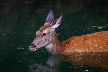 Kızıl geyik, Cervus Elaphus. Dişi geyik, gölün suyuna daldırılmış ferahlatıcı bir banyo yapar..
