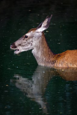 Kızıl geyik, Cervus Elaphus. Dişi geyik, gölün suyuna daldırılmış ferahlatıcı bir banyo yapar..