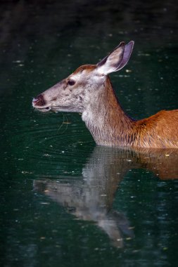 Kızıl geyik, Cervus Elaphus. Dişi geyik, gölün suyuna daldırılmış ferahlatıcı bir banyo yapar..