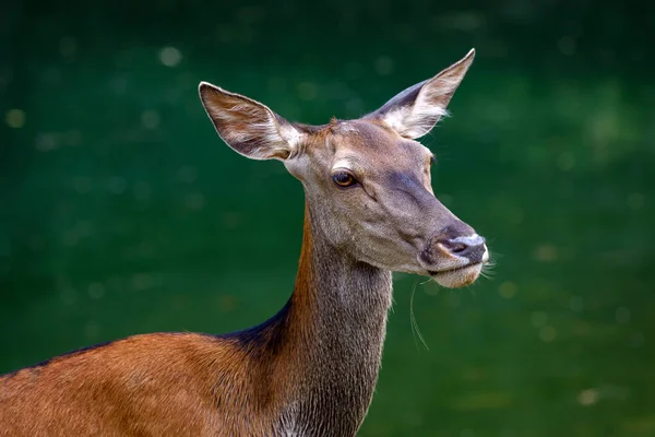 Красный Олень Cervus Elaphus Самка Оленя Принимает Освежающую Ванну Погруженную — стоковое фото