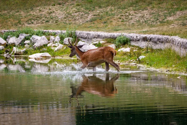 Deer male by the lake, portrait of doe on the background of the lake water. Red deer - Cervus elaphus
