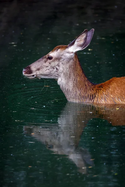 Ciervo Rojo Cervus Elaphus Ciervo Hembra Toma Refrescante Baño Inmerso — Foto de Stock