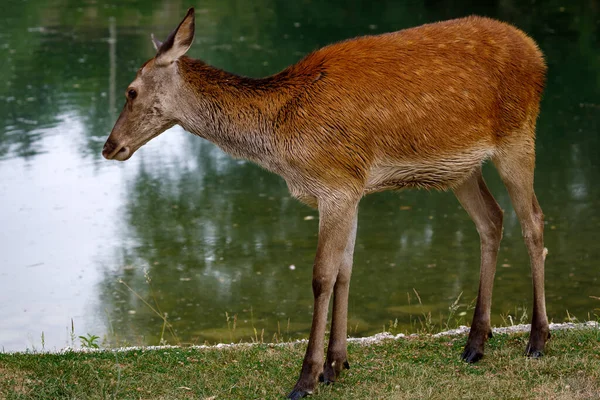 Deer female by the lake, portrait of doe on the background of the lake water. Red deer - Cervus elaphusq