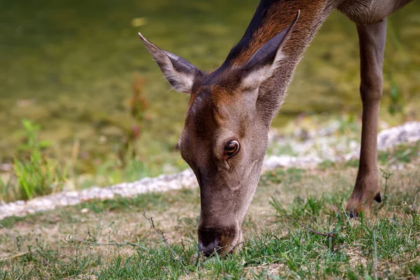 Deer Female Lake Portrait Doe Background Lake Water Red Deer — Stockfoto