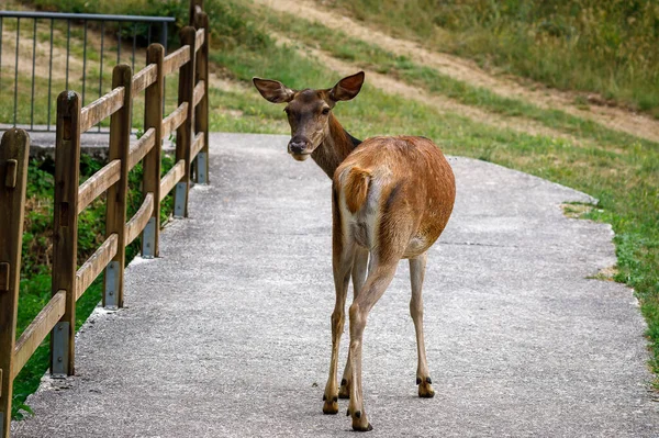 Deer female portrait. Red deer - Cervus elaphus