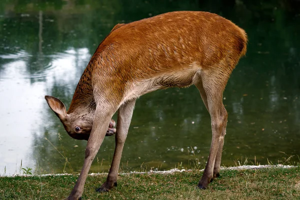 Deer female by the lake, portrait of doe on the background of the lake water. Red deer - Cervus elaphusq