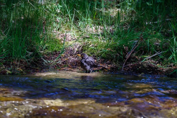 Blackbird Bathes River Water Small Bird Black Plumage Orange Beak — Fotografie, imagine de stoc