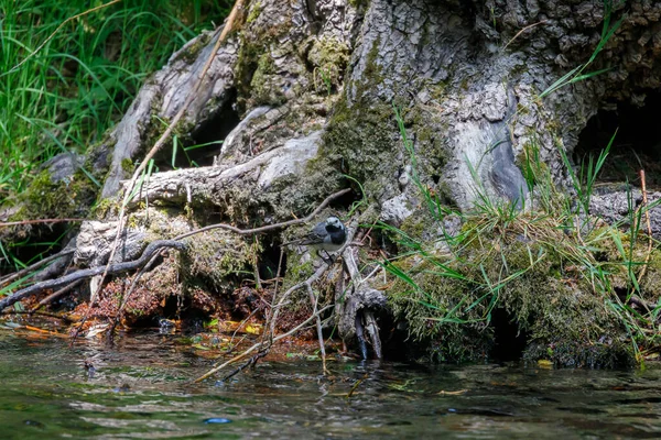 White Wagtail Wagtail Black White Wagtail Motacilla Alba Passerine Motacillidae — Stock Photo, Image