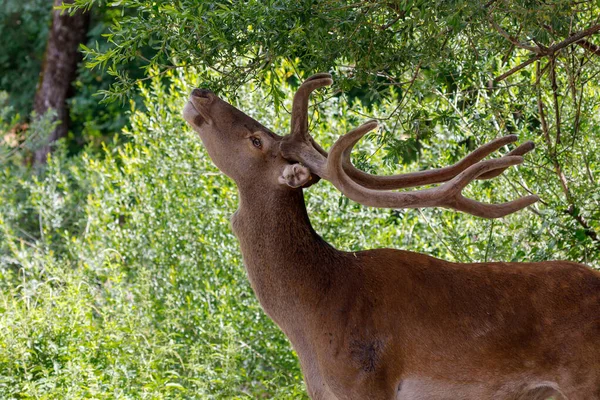 Deer Feeds Leaves Tree Young Male Has Recently Changed His — Stock fotografie
