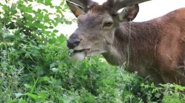 Geyik çimlerle beslenir. Genç erkek kısa bir süre önce boynuzlarını değiştirdi ve hala kürkle kaplıymış gibi görünüyor..
