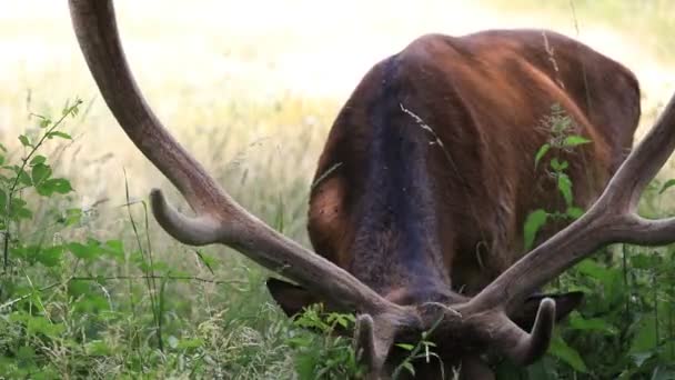 Deer Feeds Lawn Grass Young Male Recently Changed His Horns — 비디오