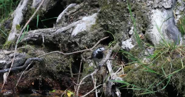 White Wagtail Wagtail Black White Wagtail Motacilla Alba Passerine Motacillidae — Video Stock