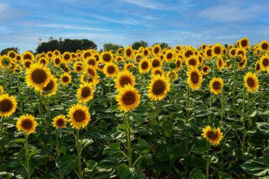 Tarlada ayçiçekleri. Arka planda bulutlu gökyüzü.