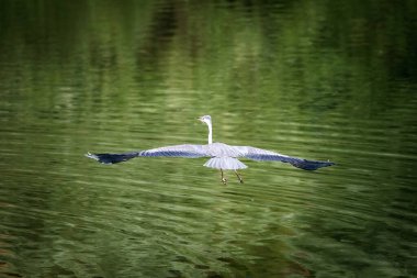Gray heron, bird belonging to the Ardeidae family. The heron as it takes flight over the green waters of the lake.