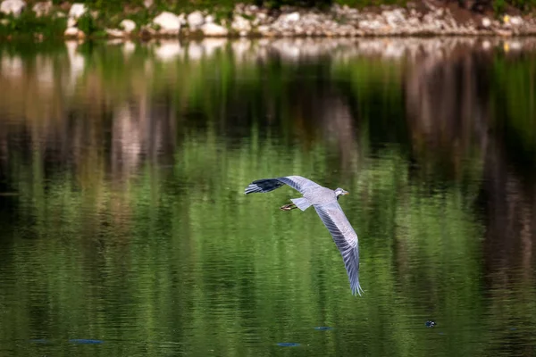 Gray Heron Bird Belonging Ardeidae Family Heron Takes Flight Green —  Fotos de Stock