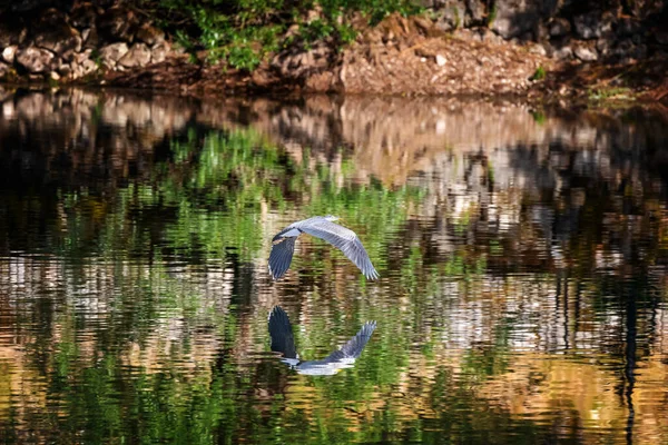 Gray Heron Bird Belonging Ardeidae Family Heron Takes Flight Green — Fotografie, imagine de stoc