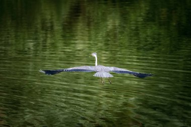 Gray heron, bird belonging to the Ardeidae family. The heron as it takes flight over the green waters of the lake.