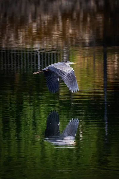 Gray Heron Bird Belonging Ardeidae Family Heron Takes Flight Green — Fotografia de Stock