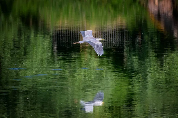 Gray Heron Bird Belonging Ardeidae Family Heron Takes Flight Green — Stock Photo, Image