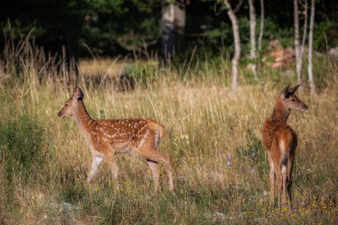 Two fawns at the edge of the forest play together and exchange tenderness