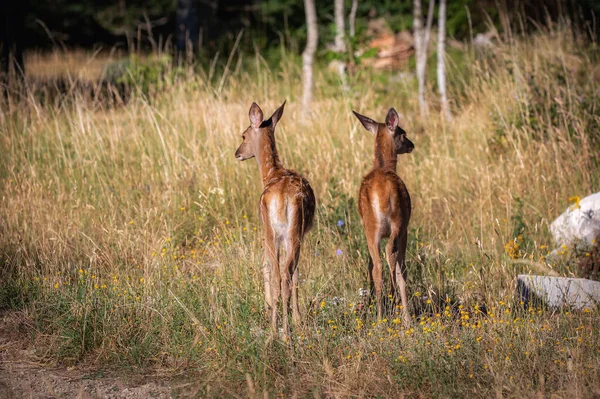 Two Fawns Edge Forest Play Together Exchange Tenderness — Foto de Stock