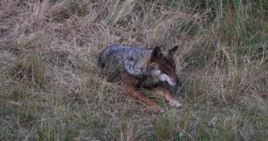Italian wolf, Canis Lupus Italicus, unique subspecies of the indigenous gray wolf. Adult specimen taken in the forest.