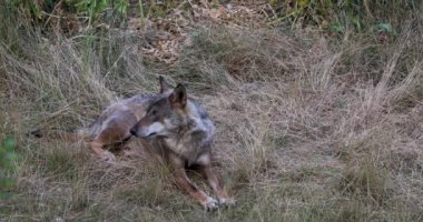 Italian wolf, Canis Lupus Italicus, unique subspecies of the indigenous gray wolf. Adult specimen taken in the forest.