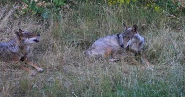 Italian wolf, Canis Lupus Italicus, unique subspecies of the indigenous gray wolf. Adult specimen taken in the forest.