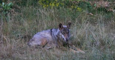 Italian wolf, Canis Lupus Italicus, unique subspecies of the indigenous gray wolf. Adult specimen taken in the forest.