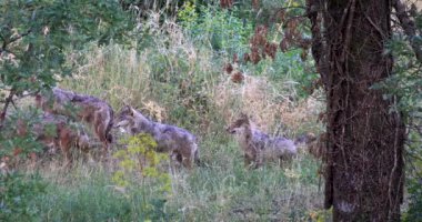 Pack of wolves, Canis Lupus Italicus, Italian wolf. Unique subspecies of the indigenous gray wolf. Group of adult specimens taken in the forest.