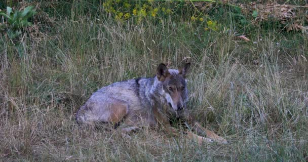 Italian Wolf Canis Lupus Italicus Unique Subspecies Indigenous Gray Wolf — Video