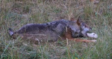 Italian wolf, Canis Lupus Italicus, unique subspecies of the indigenous gray wolf. Adult specimen taken in the forest.