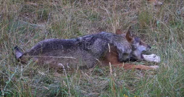Italian Wolf Canis Lupus Italicus Unique Subspecies Indigenous Gray Wolf — 图库视频影像