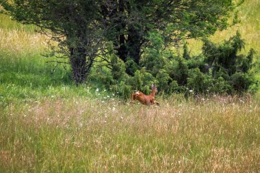 Female deer runs away by jumping in the meadow.