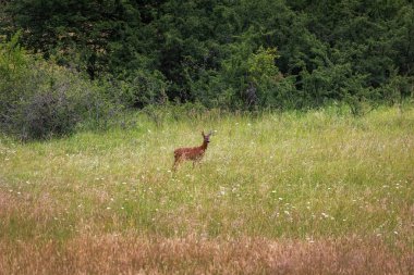 Female deer runs away by jumping in the meadow.