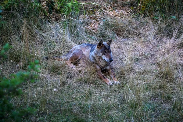 Ιταλός Λύκος Canis Lupus Italicus Μοναδικό Υποείδος Του Γηγενούς Γκρίζου — Φωτογραφία Αρχείου