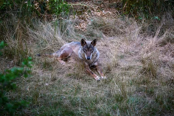 Italian Wolf Canis Lupus Italicus Unique Subspecies Indigenous Gray Wolf — Fotografia de Stock