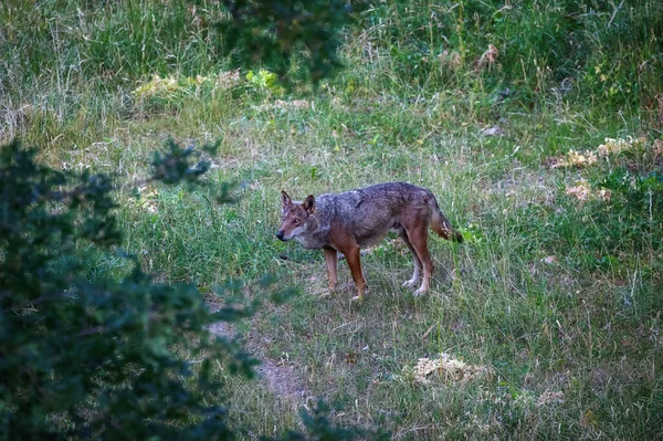 Italian Wolf Canis Lupus Italicus Unique Subspecies Indigenous Gray Wolf — Fotografia de Stock