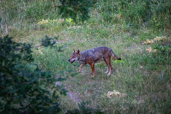 Italian Wolf Canis Lupus Italicus Unique Subspecies Indigenous Gray Wolf — Fotografia de Stock