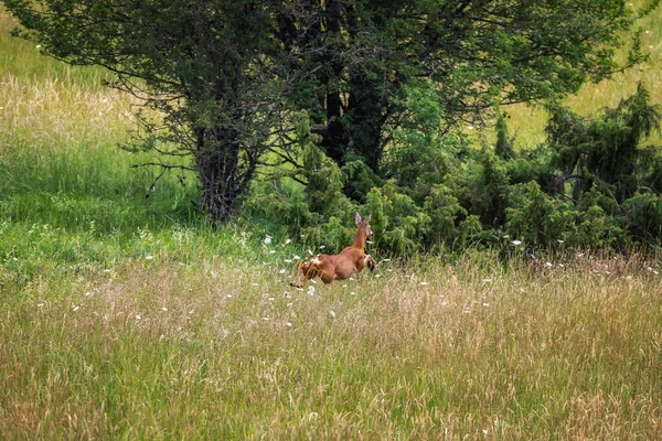 Female Deer Runs Away Jumping Meadow — Stockfoto