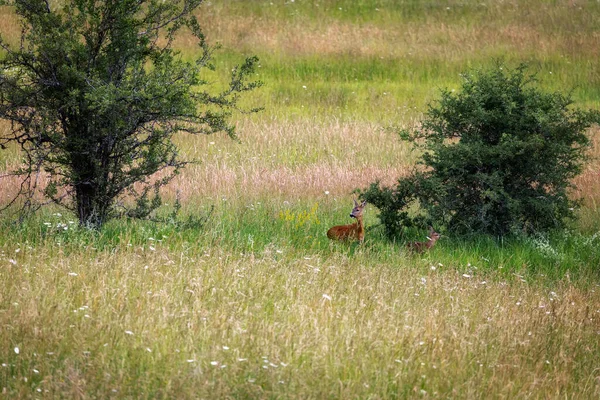 Two Females Deer Meadow — Foto de Stock
