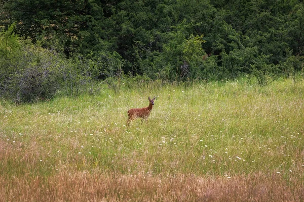 Female Deer Runs Away Jumping Meadow — Foto de Stock