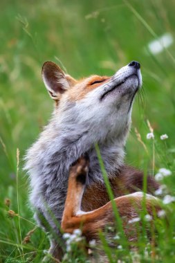 A splendid specimen of red fox photographed in the foreground, against the backdrop of the flowering meadow.