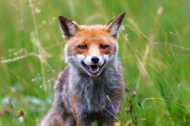A splendid specimen of red fox photographed in the foreground, against the backdrop of the flowering meadow.