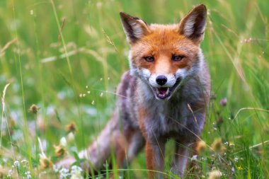 A splendid specimen of red fox photographed in the foreground, against the backdrop of the flowering meadow.
