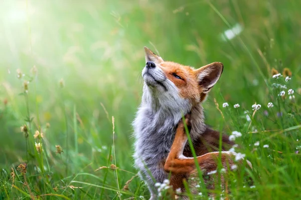 Splendid Specimen Red Fox Photographed Foreground Backdrop Flowering Meadow — 스톡 사진