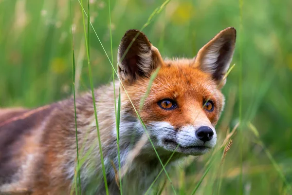 Чудовий Зразок Червоної Лисиці Сфотографованої Передньому Плані Шукаючи Свою Здобич — стокове фото